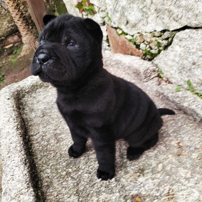 Shar pei macho lindo