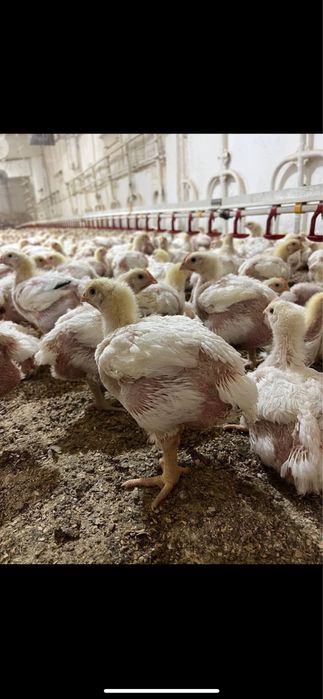 Підрощений бройлер