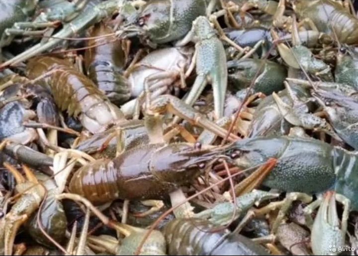 Раки дикие! Живые, варёные! Троещина, Воскресенка.
