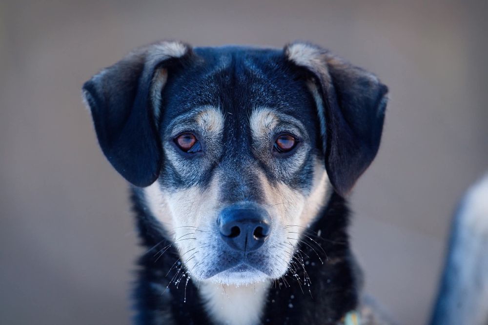 Mlody rozbrykany Goofy szuka wesołego domu