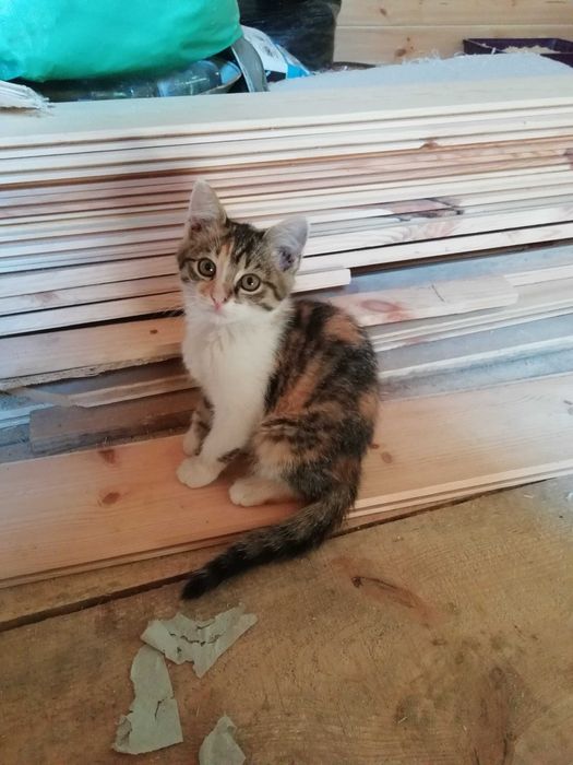 Котята 5 месяцев Ухоженные домашние