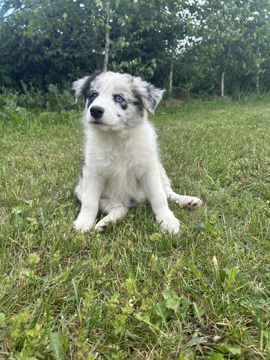 Border Collie Sunia