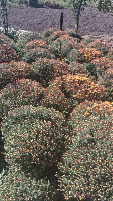 Хризантема мультифлора