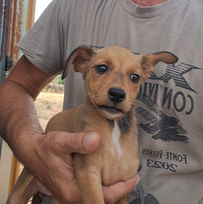 Adoçao dos cães.