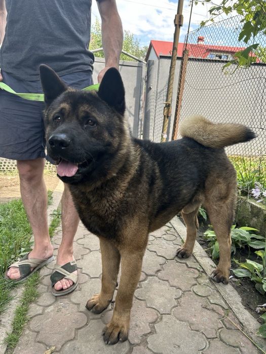 В‘язка кобель Американська акіта