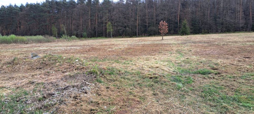 Koszenie trawy i wycinka samosiejek