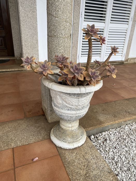 Vasos de pedra com plantas