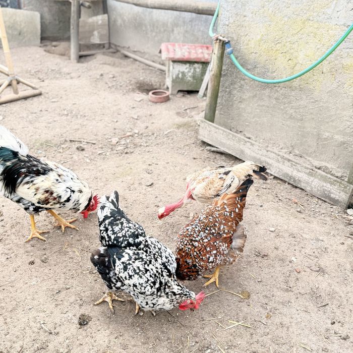 Sertaneja Balão – Ovos para Incubação