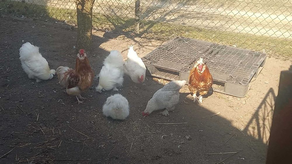 Kuguty jedwabiste silki