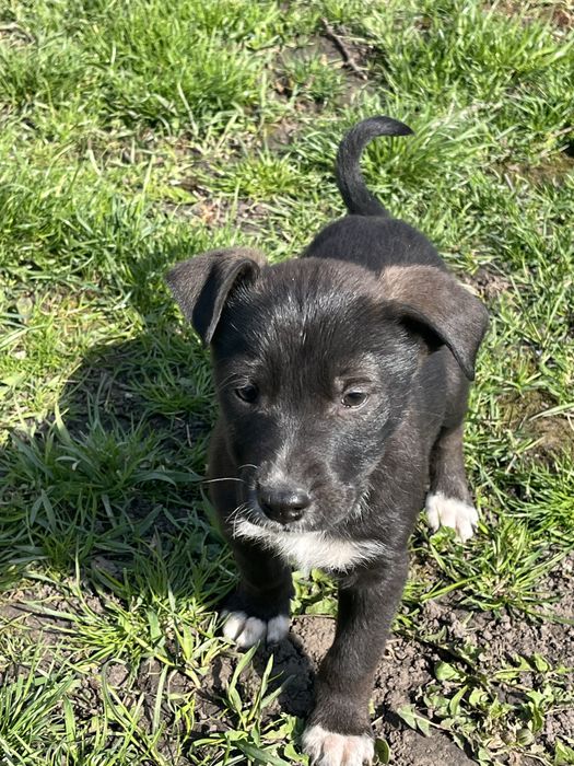 Відам цуценята в добрі руки безкоштовно
