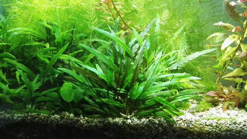 Pack de plantas para aquário - 3, 5, 9 ou 15 espécies