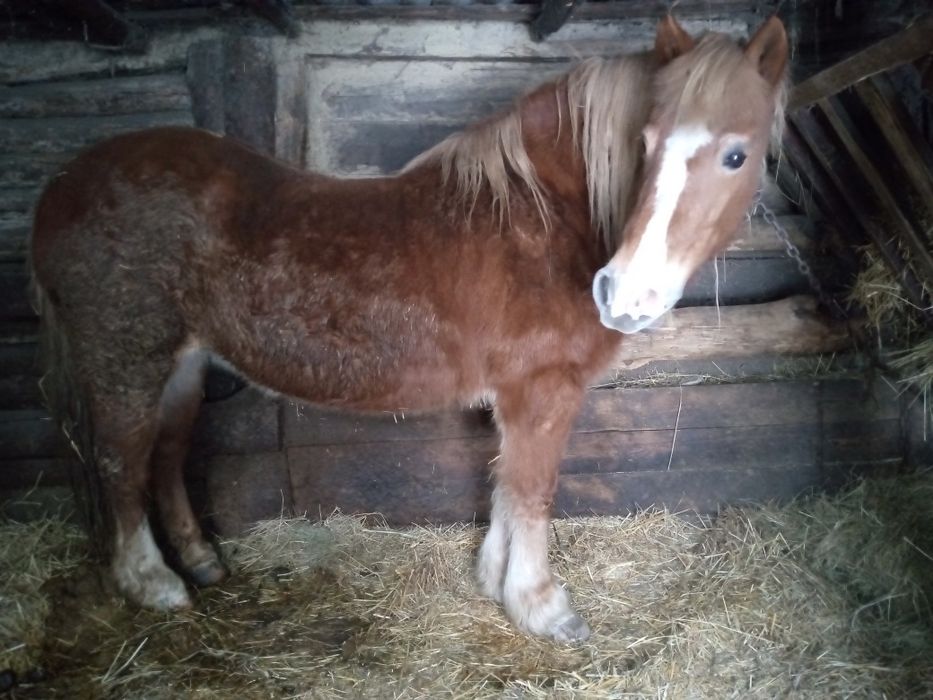 Кобила запряжна робоча спокойна