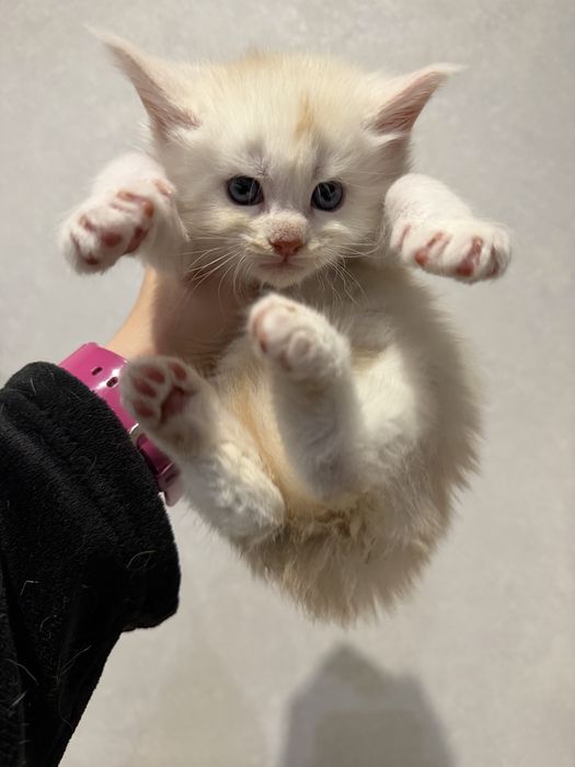 Кошенята Мейн-кун