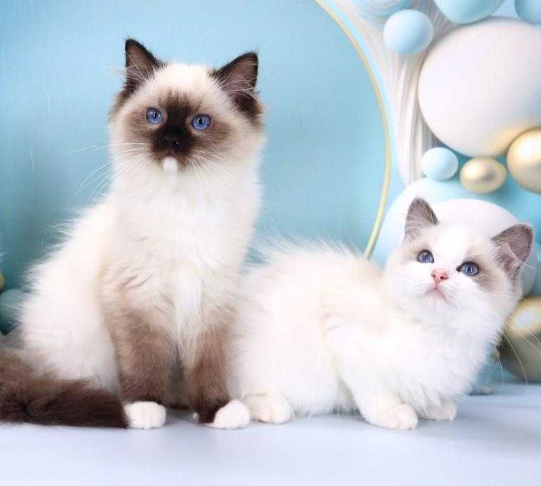 Пухнасті малюки РЕГДОЛЛ//Ragdoll шукають дім