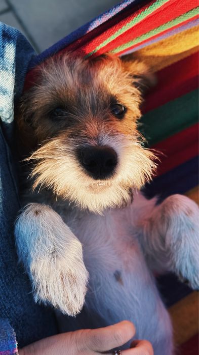 Вʼязка джек-рассела-терʼєра