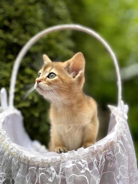 Чарівний абісінський котик.Доставка за кордон.