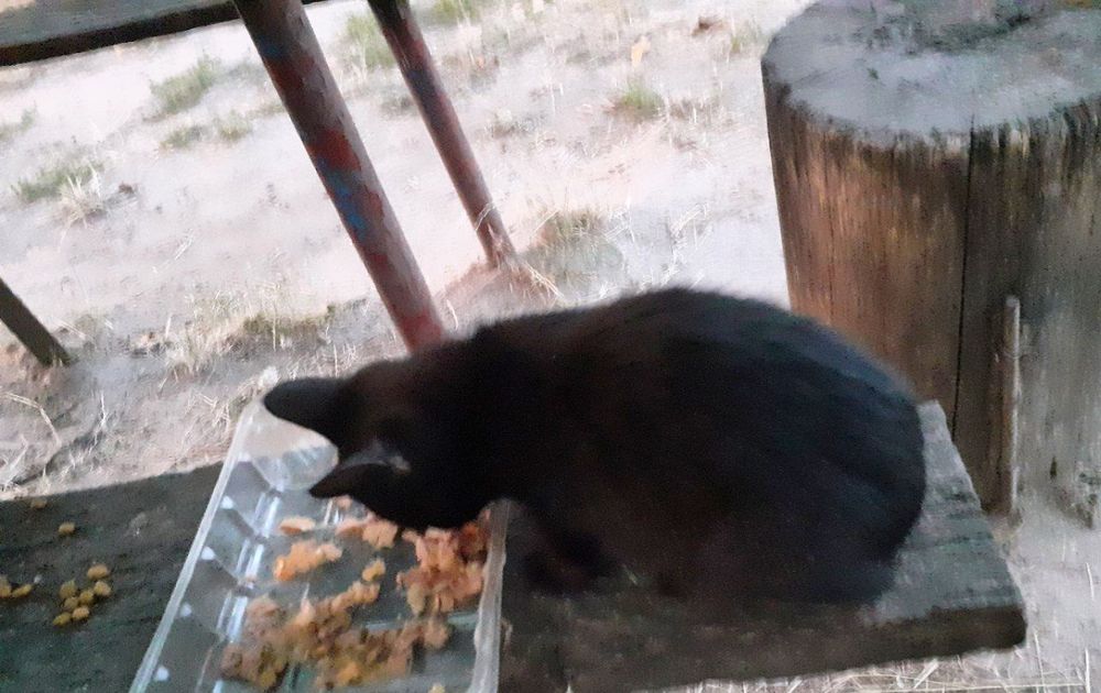 Котеня шукає притулок