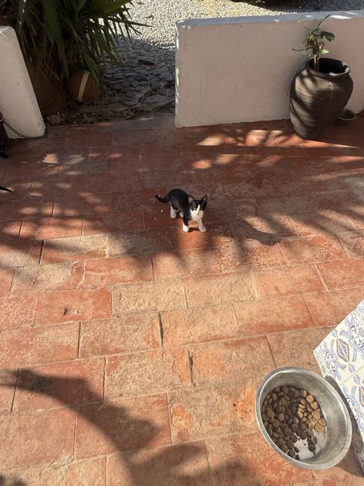 Gatinhos bebés para adoção responsável