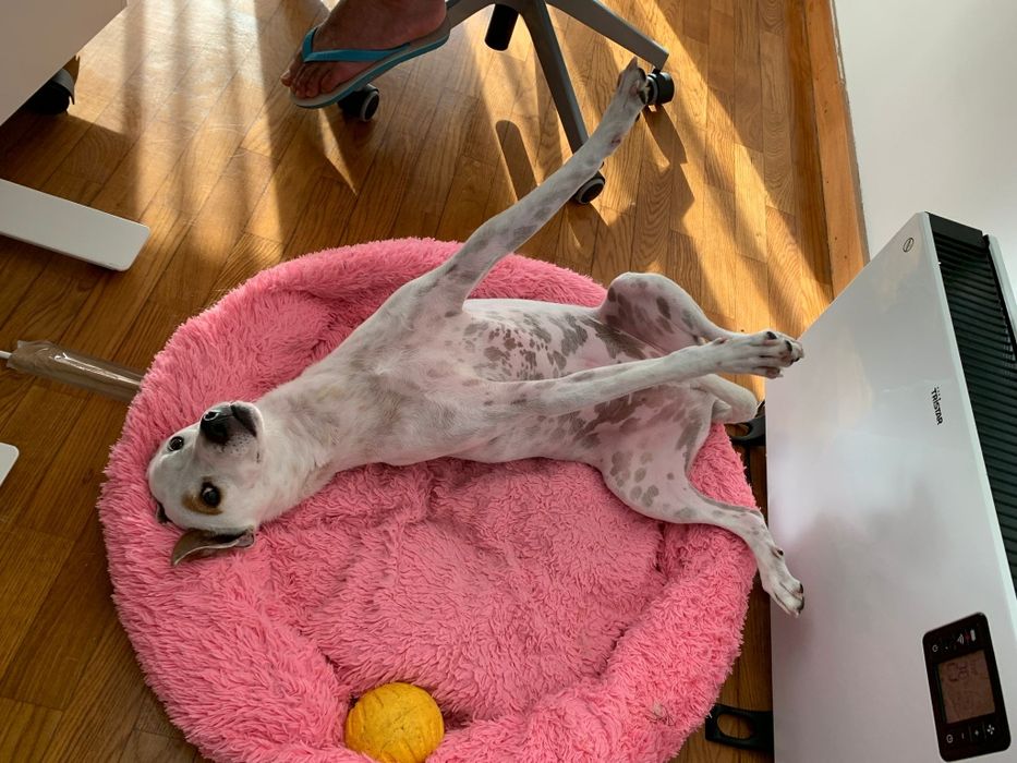 Cão macho para adoção!