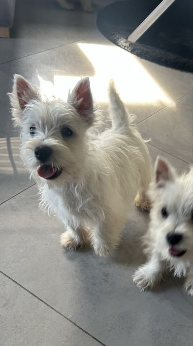 West Highland White Terrier szczeniaczki