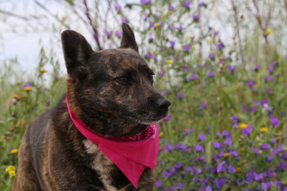 Doce - cadela média para adoção