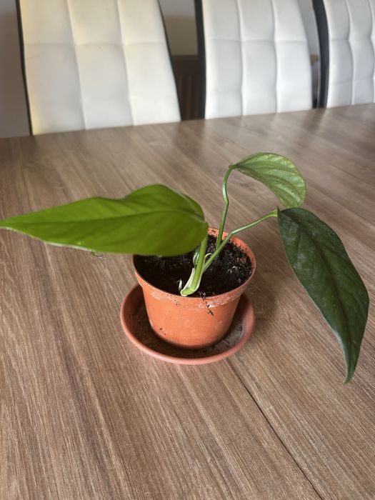 Epipremium pinnatum