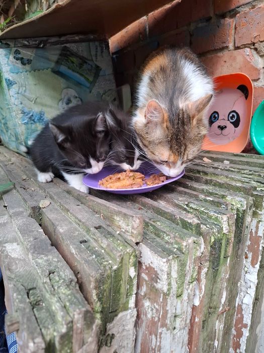 Котята в счастливые семьи