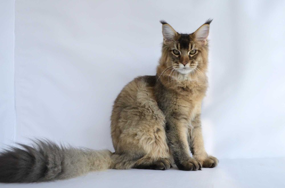 Мейн кун  . Мальчик Romeo 5 мес.