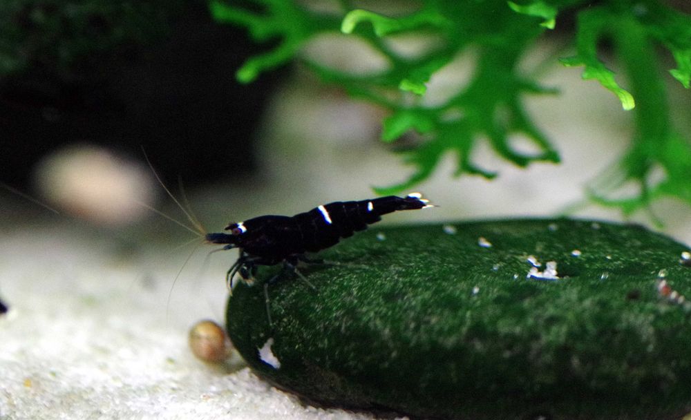 Krewetka cardina Taiwan bee panda black