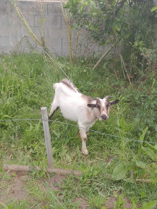 Cabrito macho 6 meses
