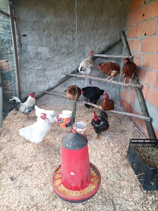 Ovos de Peru e galinha galados