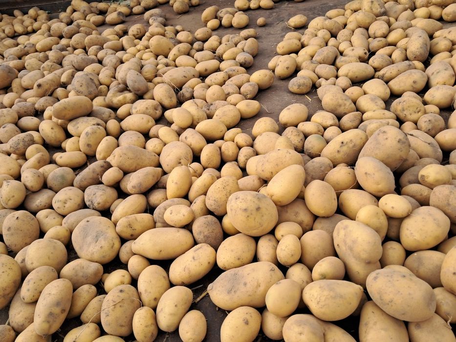 Ziemniaki Soraya Bernina Lord