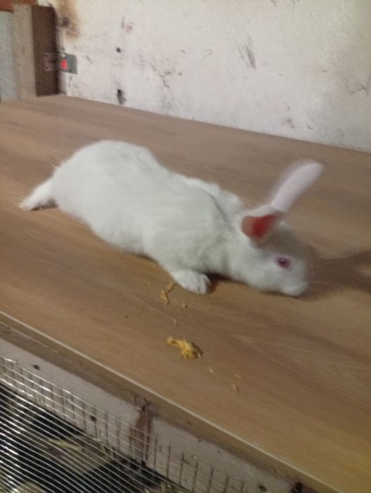 Króliki termondzkie