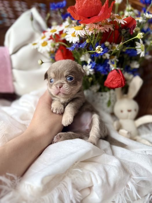 Chihuahua liliowa Cherry lilac cudo laleczka