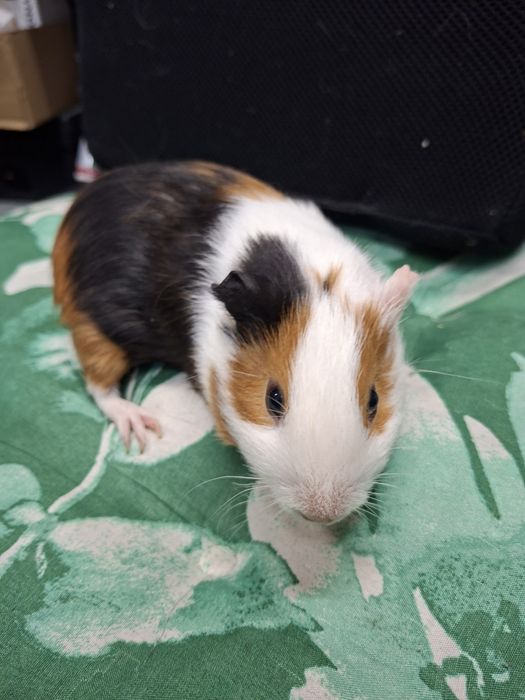 Świnka morska , kawia domowa,  samczyki