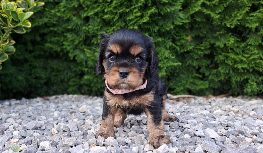 Cavalier King charles spaniel