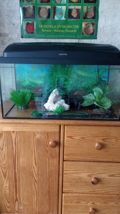 Sprzedam akwarium 60l