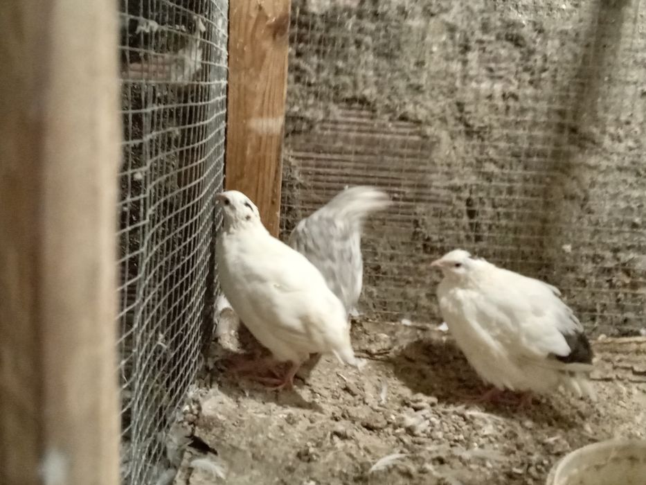 Codornizes gigantes de várias raças  e ovos para comer ou incubação