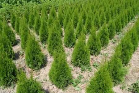 Tuja Szmaragd 200 cm