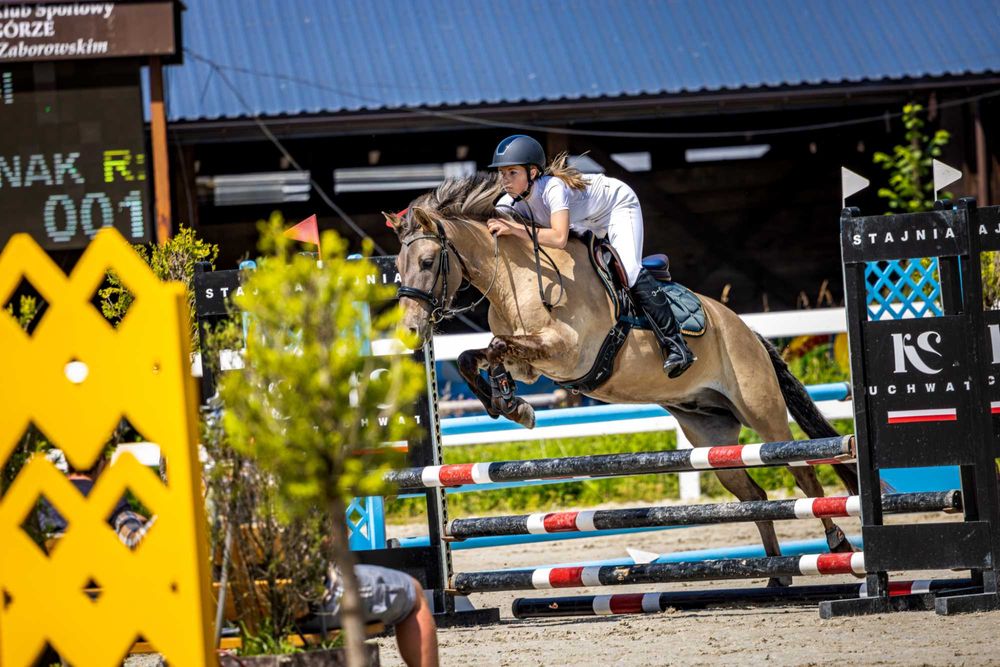 Sprzedam Konik polski