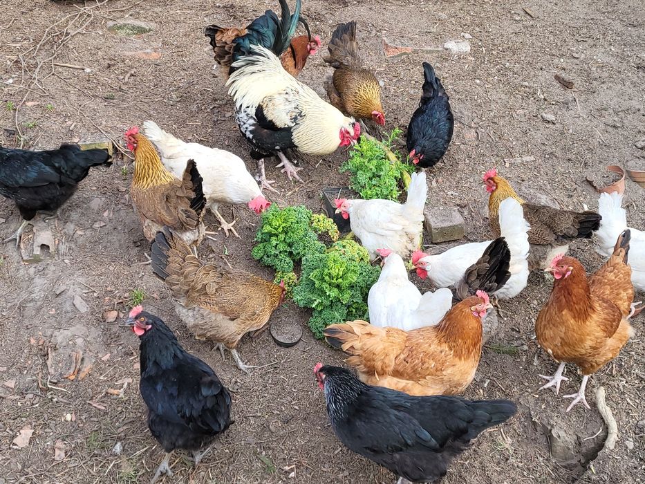 Jaja konsumpcyjne od kur z wolnego wybiegu