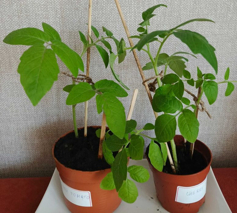 Sadzonki pomidorów koktajlowych Cherry Tomato