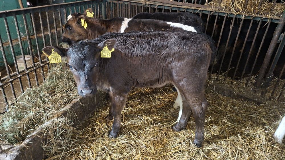 7 jałówek mięsnych