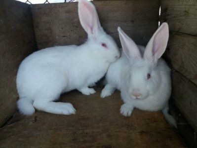 Сукрільні самочки, термонська біла.