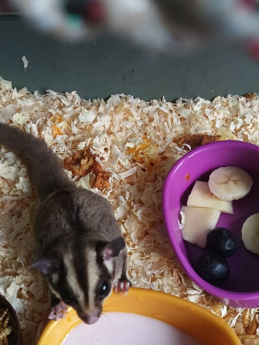 Lotopalanka karłowata