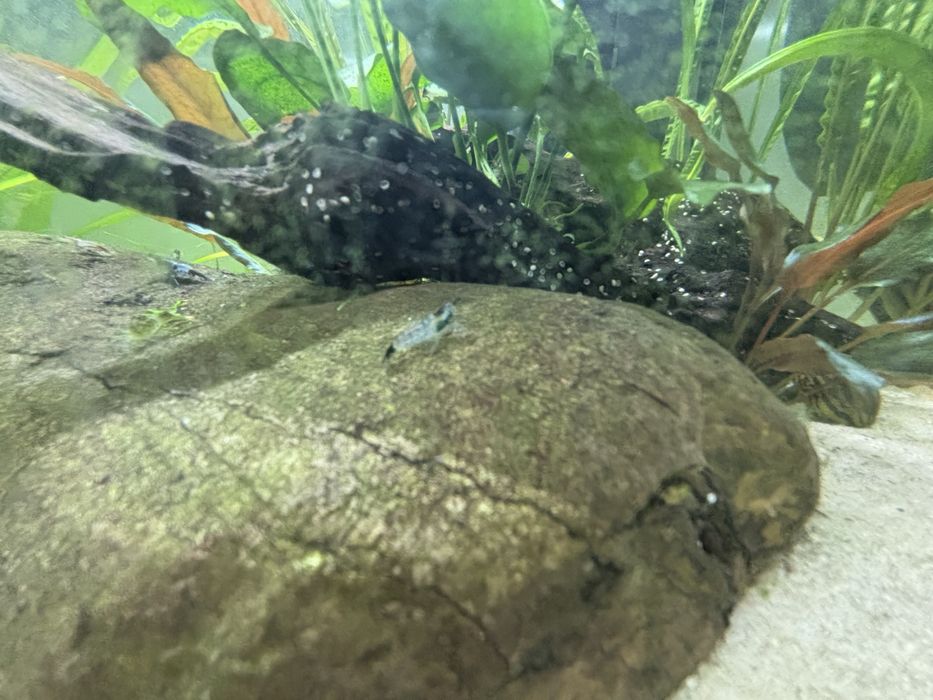 Camarões Azuis - neocaridina