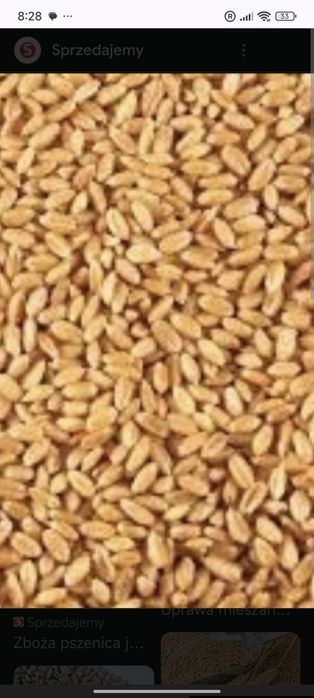 Sprzedam zboże  Mieszanke i Pszenżyto