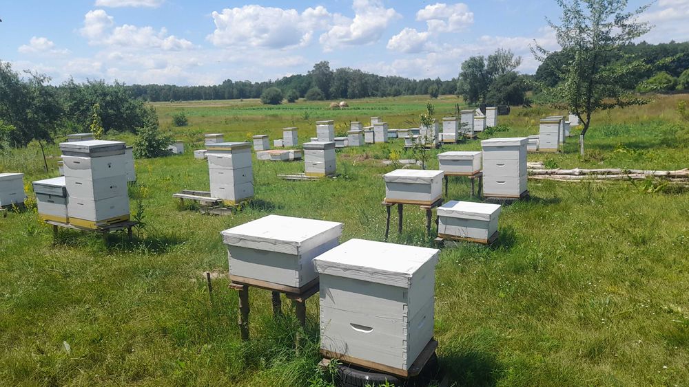 Бджолопакети, відводки, бджолосім’ї на 2025 рік