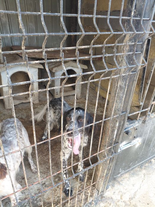 Cachorra  setter para adoçao
