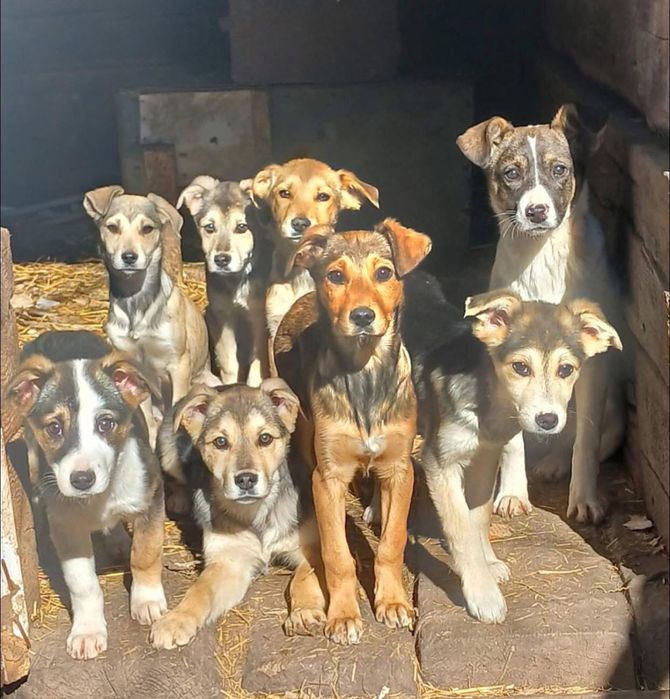 Цуценята шукають дім! Вік 3,5-4 місяці